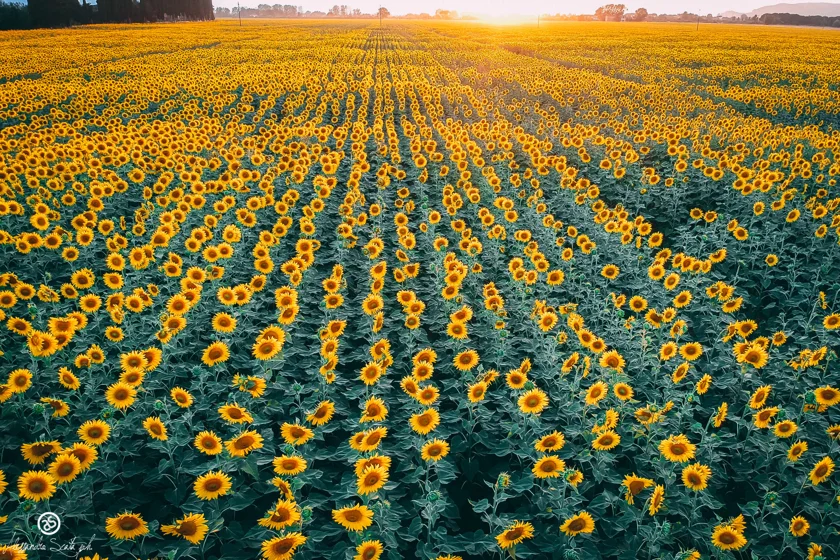 Girasoli, Drone