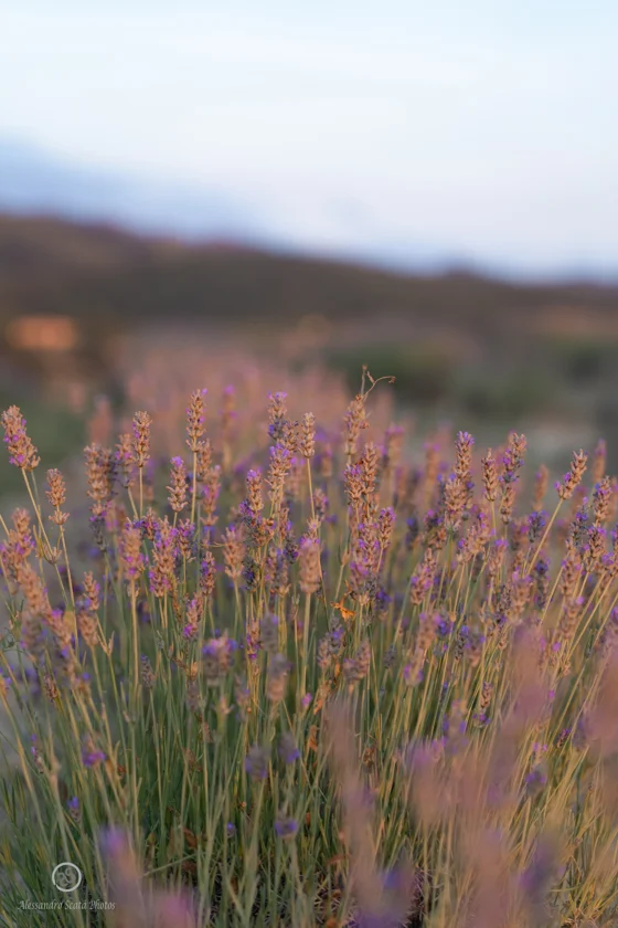 Campi di lavanda Santa Luce Pisa