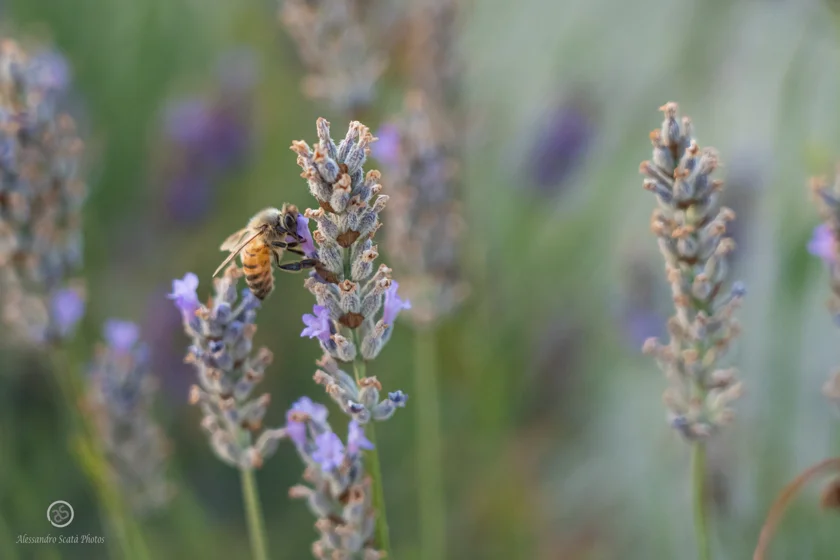 Ape nei Campi di lavanda Santa Luce Pisa